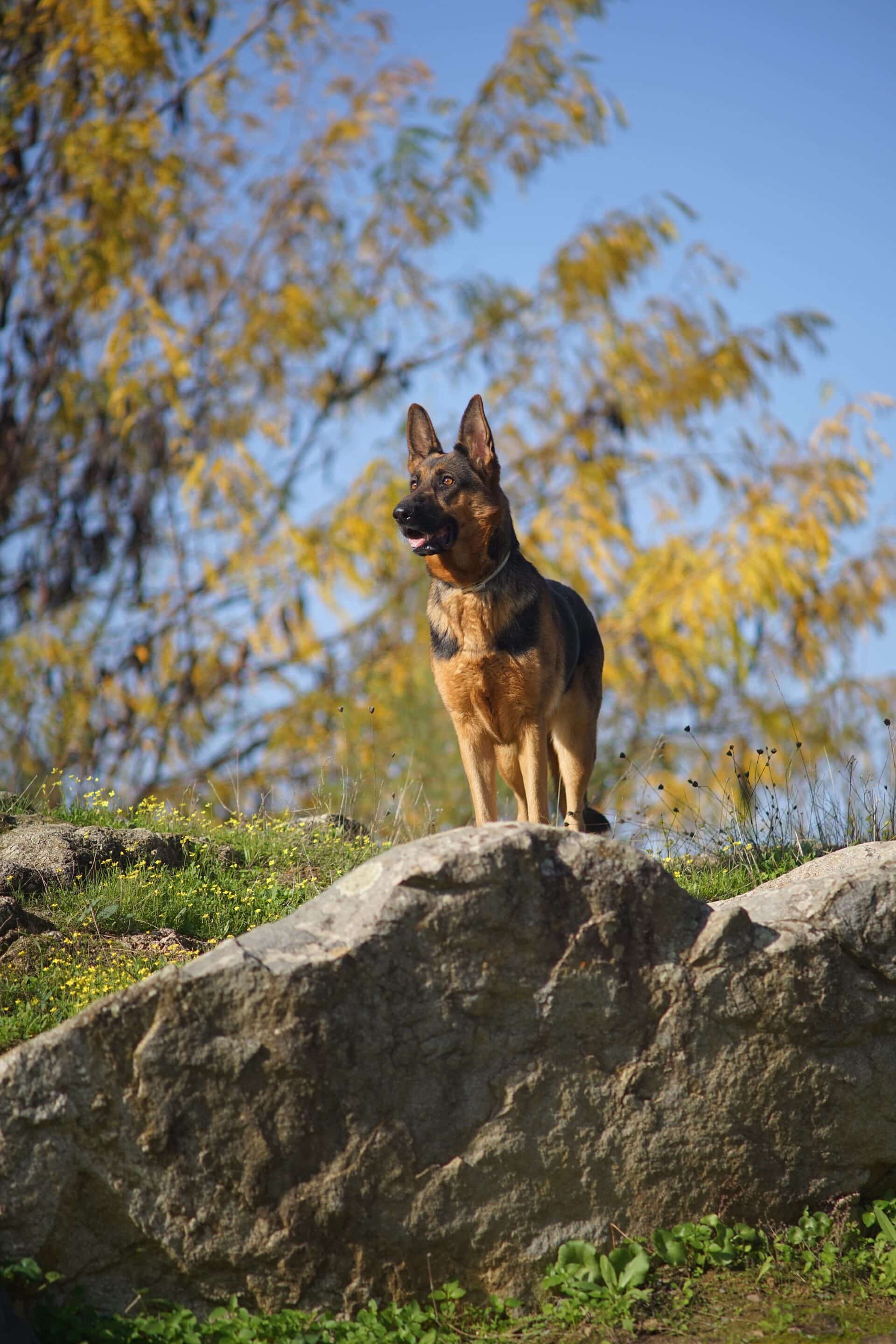 gros plan vertical chien berger allemand debout pierre journee ensoleillee scaled